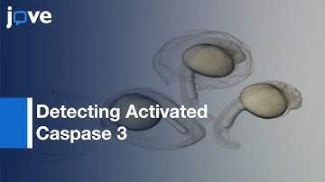 Analysis Of Apoptosis: Zebrafish Embryos By Whole-Mount Immunofluorescence l Protocol Preview