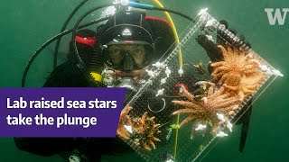 Lab raised sea stars transferred to the ocean in UW experiment