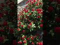 😊🌹🌹🌹#shortvideo #viralvideo #@durgapatel