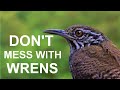 Wrens are the best parents! Facts about these bird's nests
