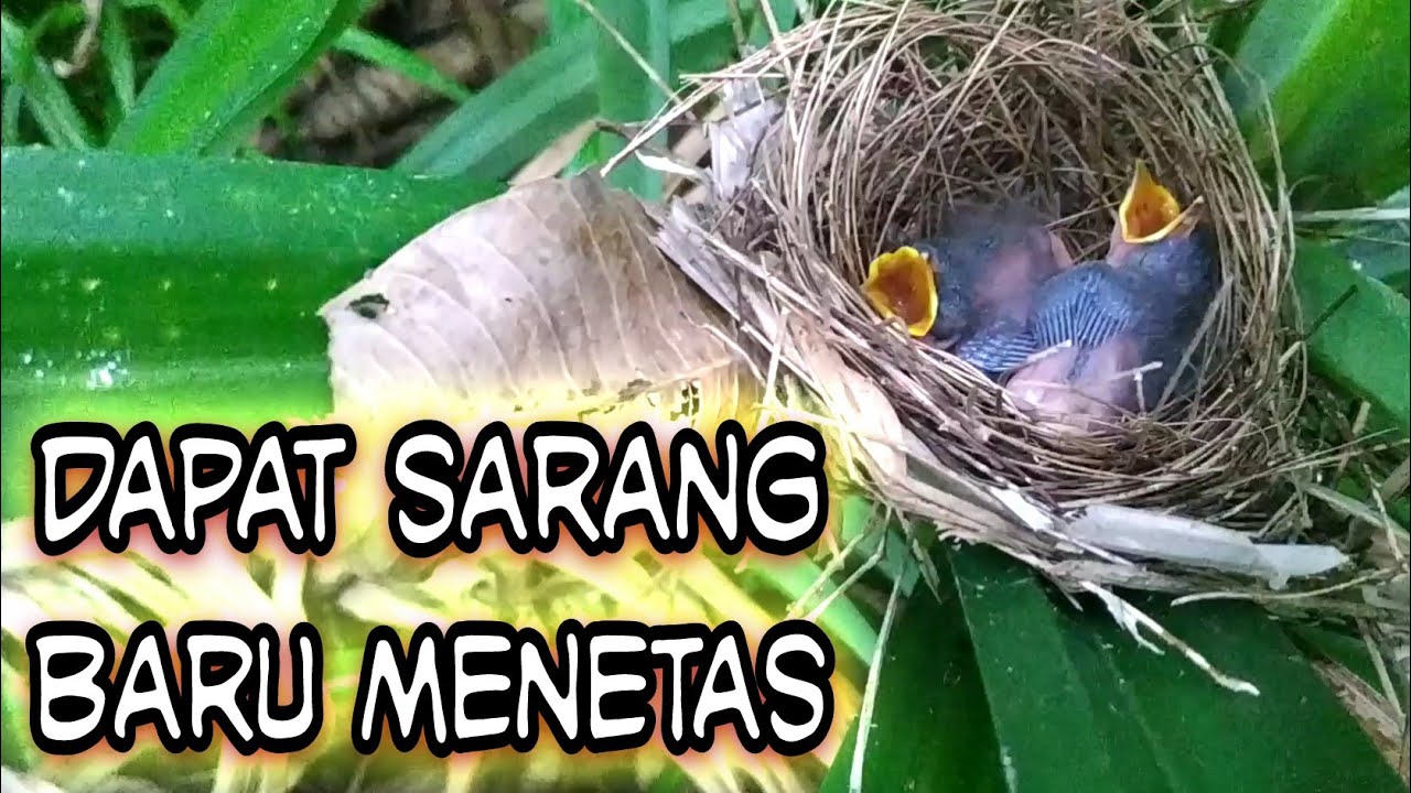 Sarang Burung Pelanduk Semak Yang Baru Menetas Youtube