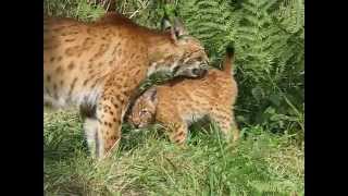 Lynx kitten