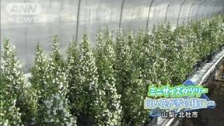ミニサイズのツリー出荷開始　贈答用に人気　山梨（11/12/04）
