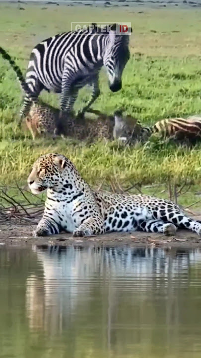 PERTARUNGAN SENGIT MACAN TUTUL VS ZEBRA DI ALAM LIAR #animals #foryou