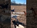 #christianfarmer #feedhispeople #meatgoats #blackfarmer #uapb #animalscience #arkansas #pinebluff