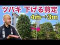 祝️1万回視聴【風通しで毛虫対策】ツバキの春夏剪定|内側の枝を活かして樹形を整える方法