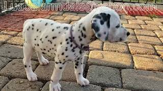 LUA Dalmatian puppies Easter litter 5-23-23 by sardobe 183 views 11 months ago 7 minutes, 39 seconds