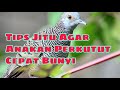 Tips Cara Burung Anakan Perkutut Cepat Bunyi