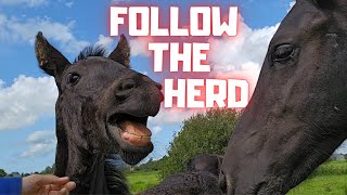 Happy to follow the herd again at Stal G and Stal H | Friesian Horses