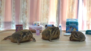 癒しのアメフクラガエル　Healing rain frog.