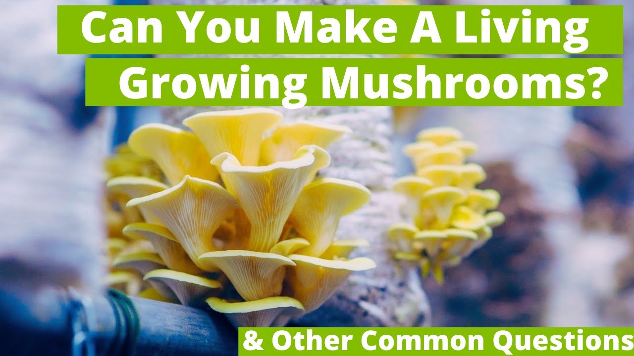 Free Workshop: Starter Guide To Mushroom Farming | GroCycle