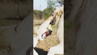 White Lions FIGHT in Slow Motion | The Lion Whisperer