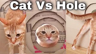 Cats Vs Hole | Reducing Hole for the Cats |Who will fail? |CatsLifePh