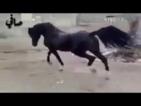 لوين شدو الفرس ضلو بسواد الليل معقول مافي حرس يسمع صهيل الخيل