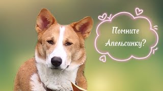 Как найдёныш Апельсинка нашла тёплый любящий дом 🧡🧡🧡