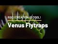 Venus Flytrap | The Plant that Snaps! | Creation is Cool