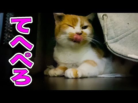 ４時間以上寝続ける三毛猫の寝相がすごい！！