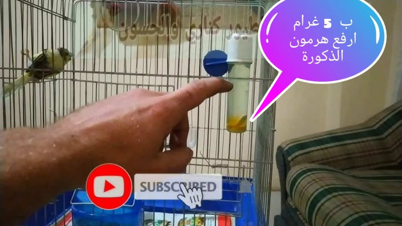 عضو عصافيرك بهذا الفايتمن عن اشعت الشمس (منشط ومهيج وهرمون ذكورة)