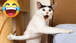 4 Funny Cat Story Four Cats Funny Story