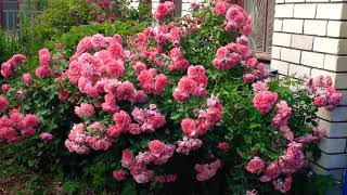 Роза Розариум Ютерсен-самый неприхотливый и обильно цветущий сорт