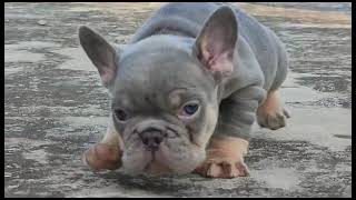 blue tan french bulldog puppy