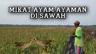 MIKAT AYAM AYAMAN BURUNG MANDAR SAWAH