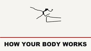 7 Parts Of Your Body And How They Actually Work