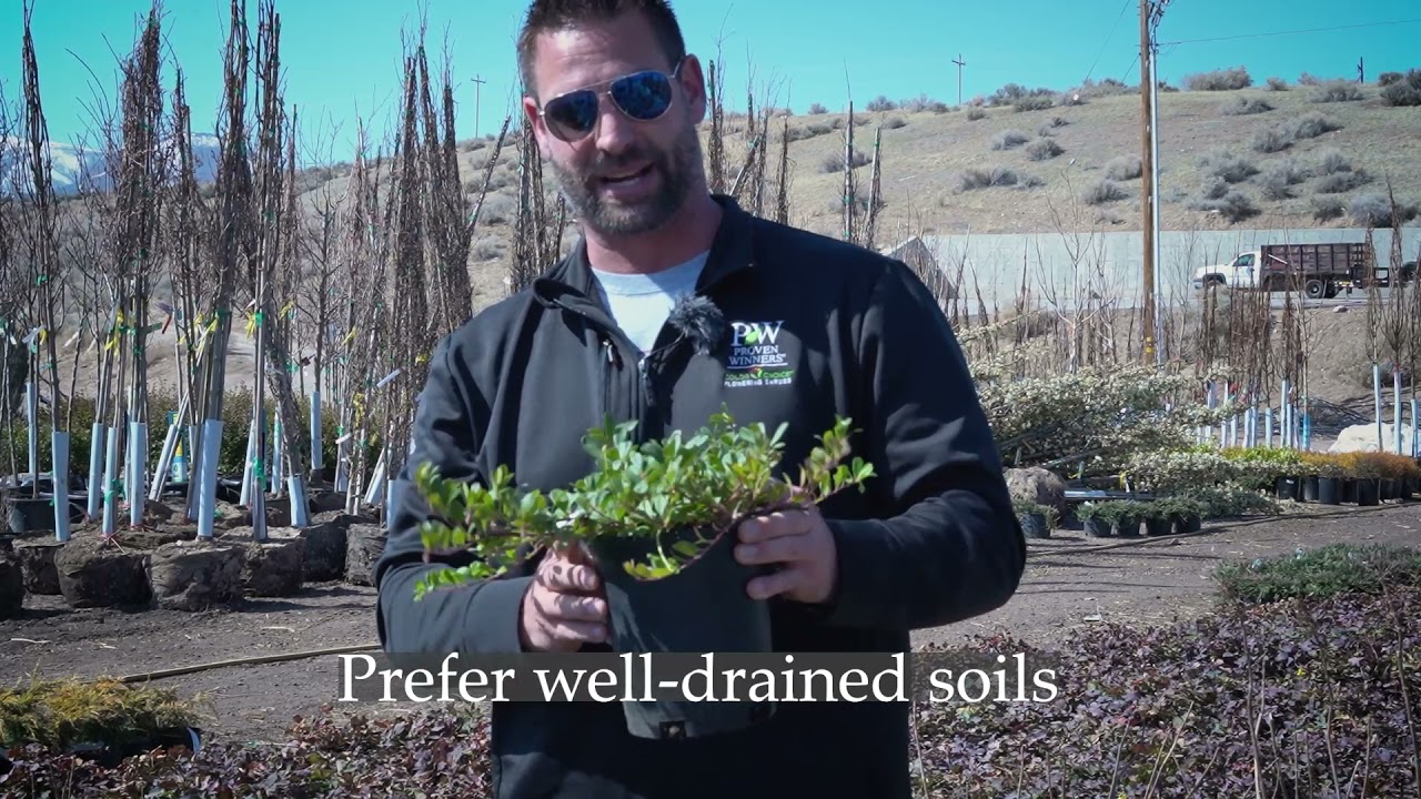 Arctostaphylos uva ursi Massachusetts Kinnikinnick