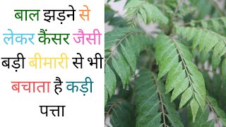 kadi patta Benefits in hindi | benefits of curry leaves in hindi | curry leaves information in Hindi
