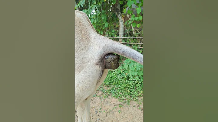 cow dung live cow wash live #funny #comedy #vlog