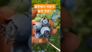 블루베리 '스타' 먹방: 새콤한 맛 한 방울 더했더니... 이게 되네?! #황제블루베리 #블루베리스타 #품종리뷰 #농부의일상 #제철과일 #블루베리효능 #평택농부 #산지직송