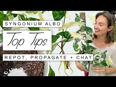 Syngonium Albo 101: EVERYTHING You Need To Know! Growth Tips, Propagation + Full Care Guide ?