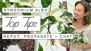 Syngonium Albo 101: EVERYTHING You Need To Know! Growth Tips, Propagation + Full Care Guide