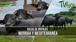Colbufalos- Cría de Razas de Bufalos Murrah y Mediterranea- TvAgro ...