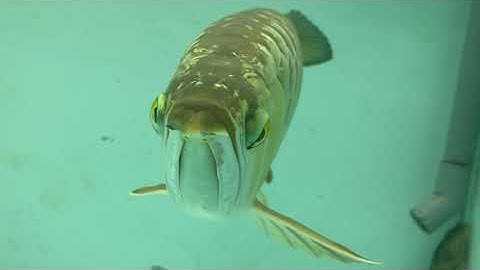 Trước và sau khi phẫu thuật mắt cá rồng.