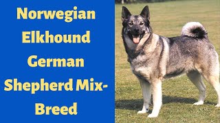 Norwegian Elkhound German Shepherd Mix-breed | How is this mix-breed for you?