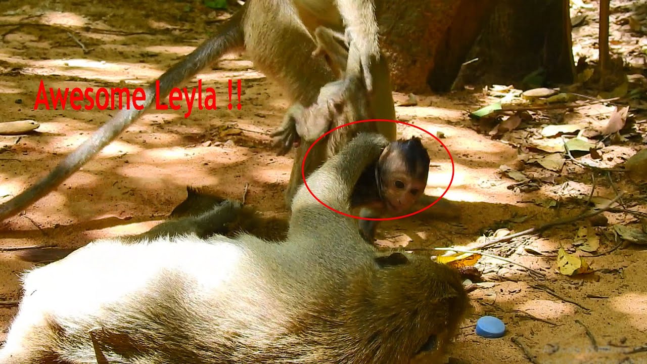 Awesome Leyla!! A longstanding kidnap Leyla grabs Lucas strongly from monkey Amara