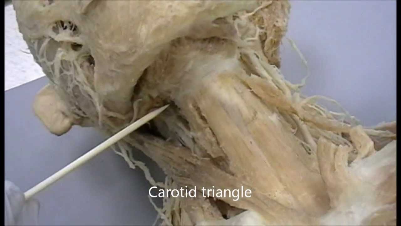 Triangles of the neck and thyroid gland, practical anatomy - YouTube