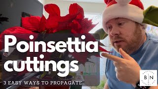 3 Easy ways to propagate Poinsettia plants from cuttings. Simple success.