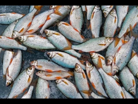 лучшие прикормки для зимней рыбалки на плотву