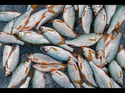Уловистая прикормка для зимней и летней рыбалки. Лещ. Карась. Карп. Плотва.