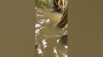 Bắt cá tai tượng đơn giản | Fishing and Relaxation | #fishing #batca #giảitrí #miềntây #shorts