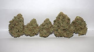 Strain Review - Rainbow Driver by Archive Seed Bank