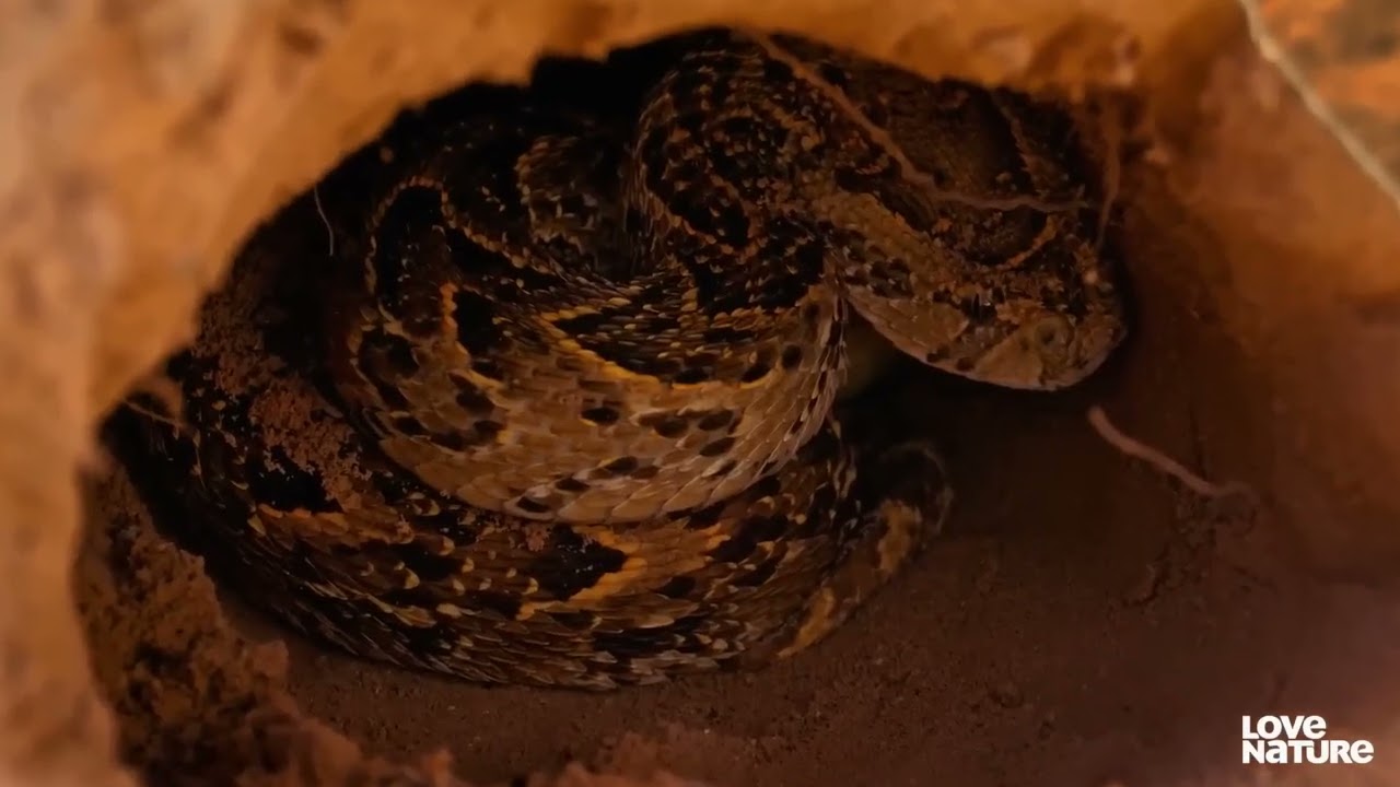 JAAJA  MUKASA  SONGS