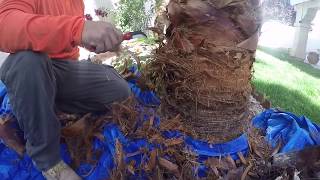 How we skin a palm tree/ how we shave a palm tree (What tools we use etc)