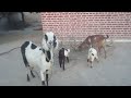 My Goats 🐐🐐