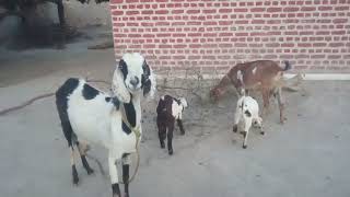 My Goats 🐐🐐