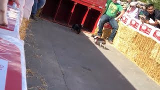 A Day At The Dachshund Races Part 3