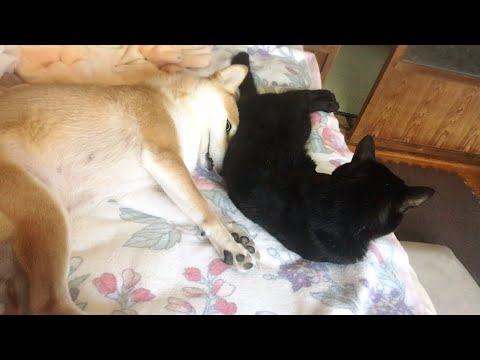 ヘンテコな寝ぼけ顔の柴犬をクールな顔で押しつぶす猫 Shiba inu's half asleep face