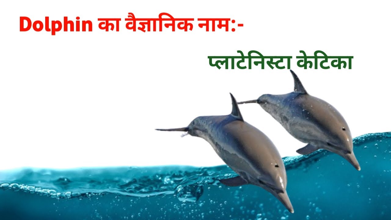 dolphin ka vaigyanik naam || dolphin ka scientific name || platenista ketika